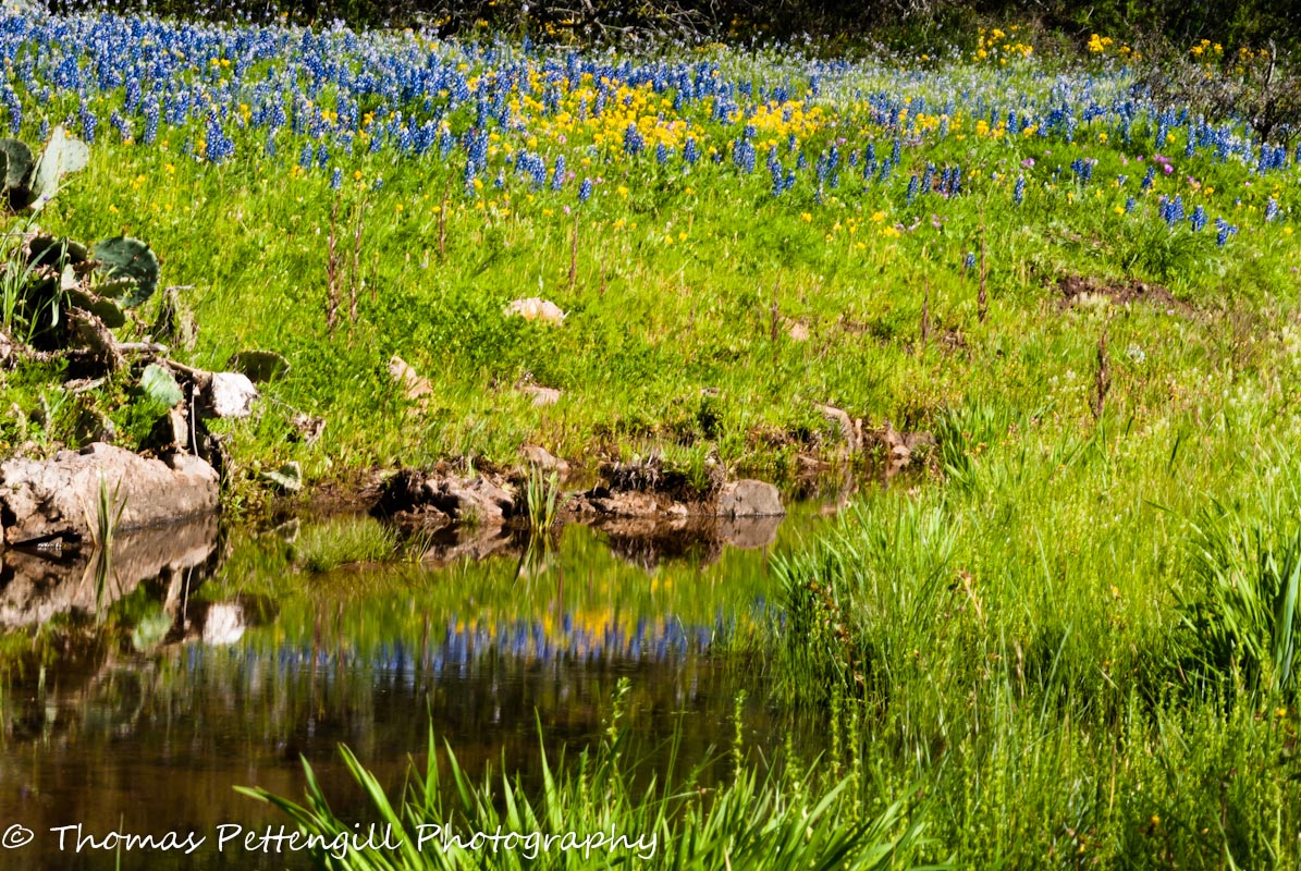 Bluebonnet Reflection