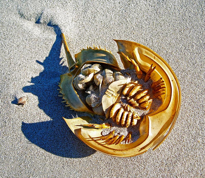 Horsehoe crab