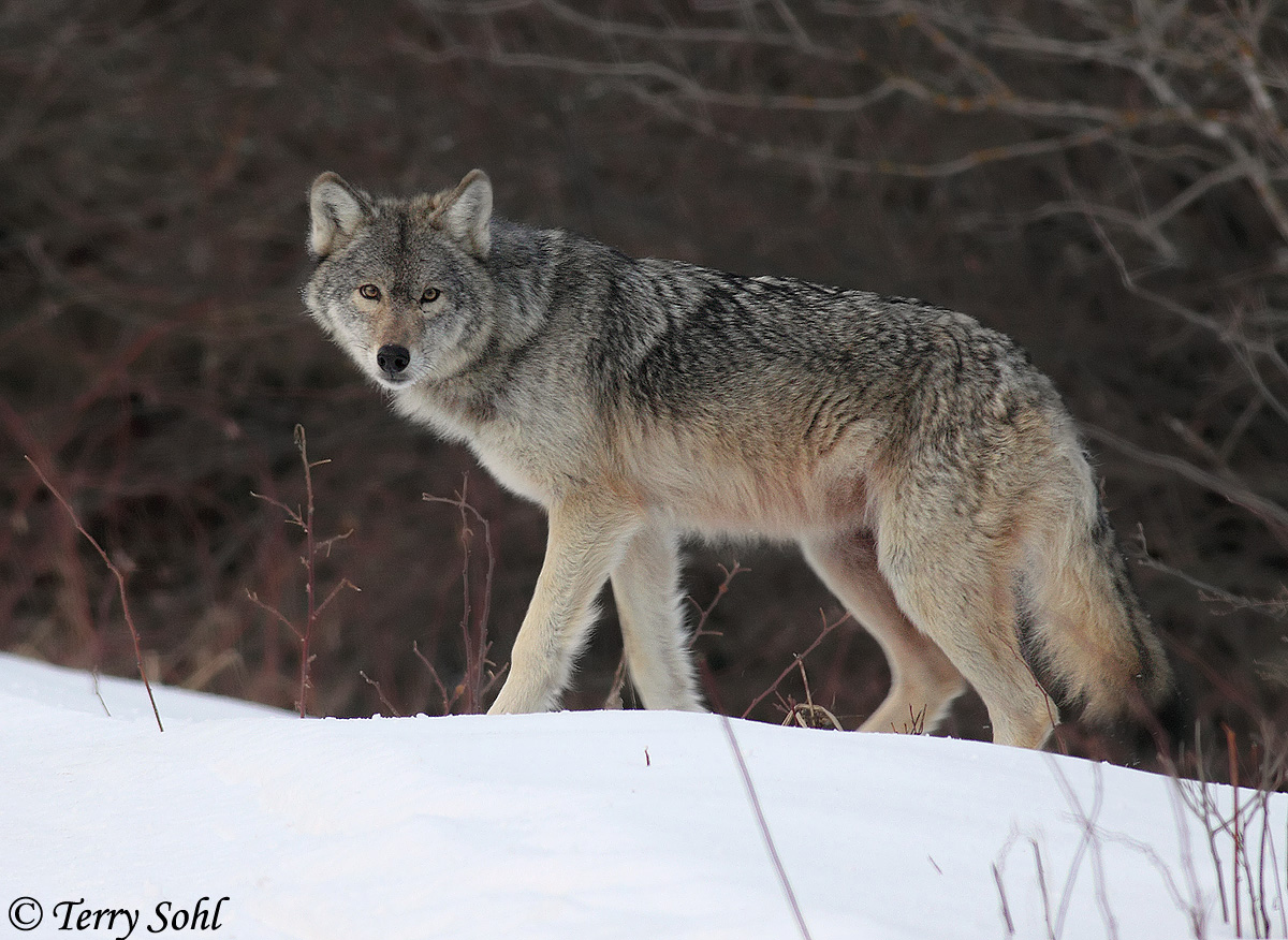 MN Wolf (ID-confirmed?)