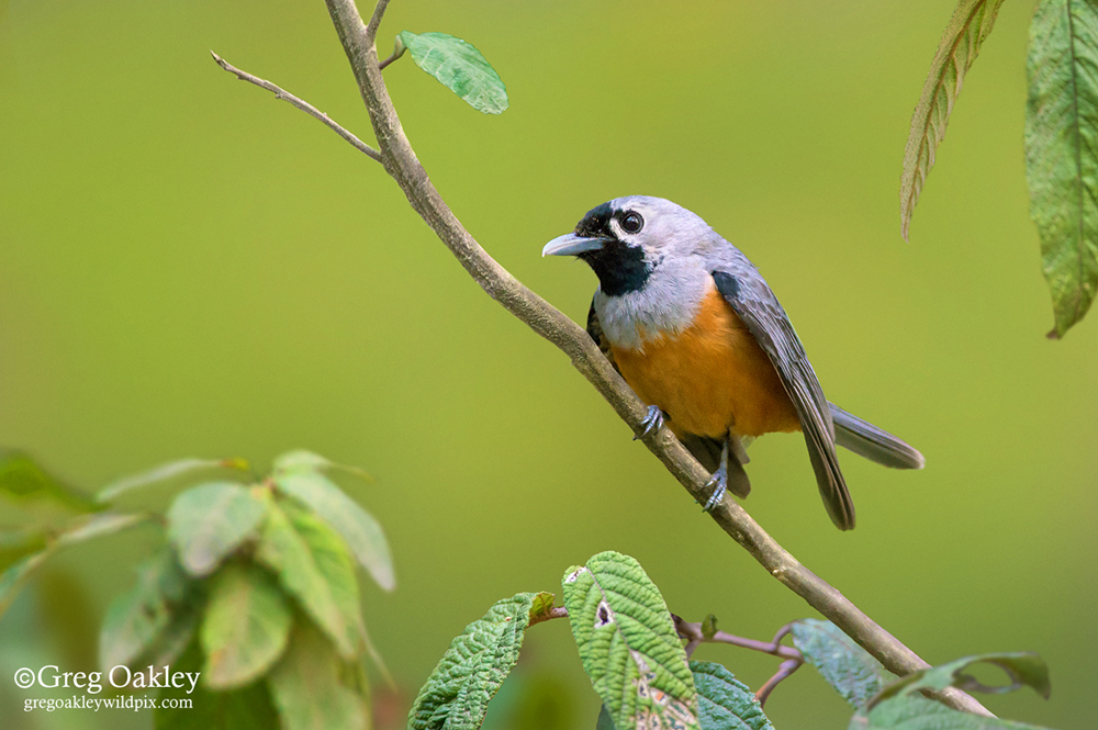 Black-faced Monarch