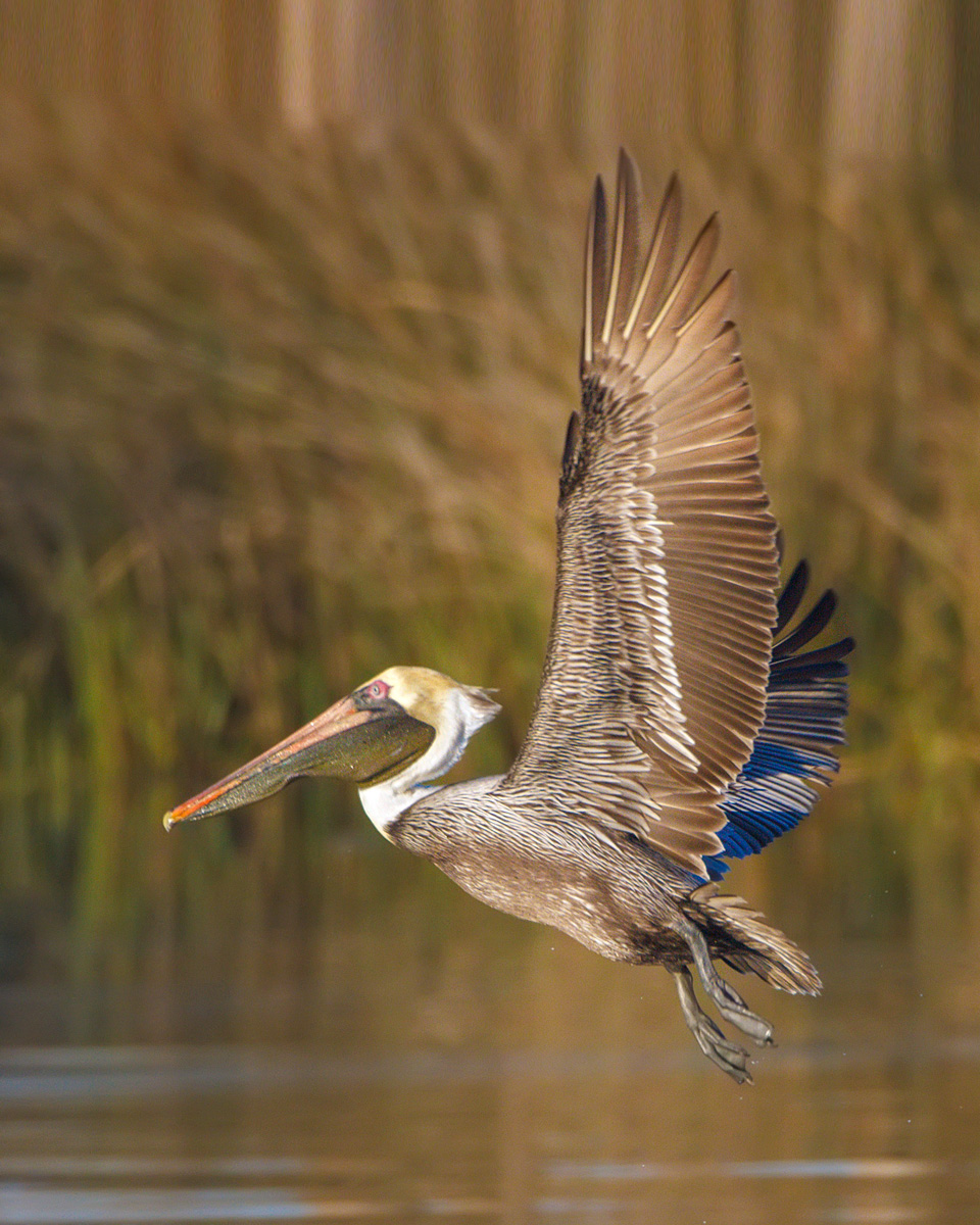 Pelican Morning
