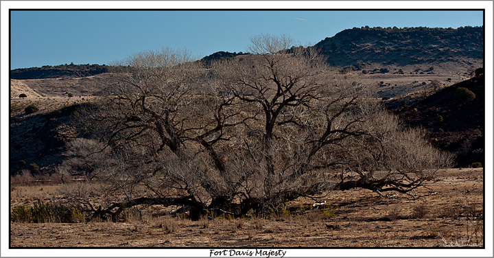 Majestic Cottonwood
