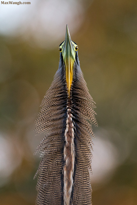 Bare-Throated Tiger