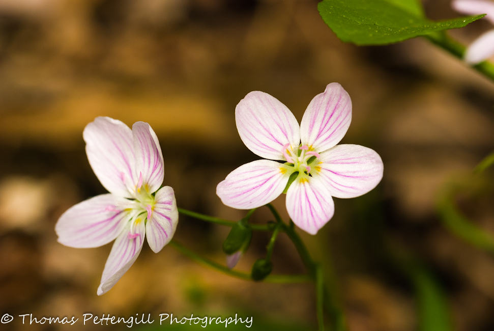Spring Beauty