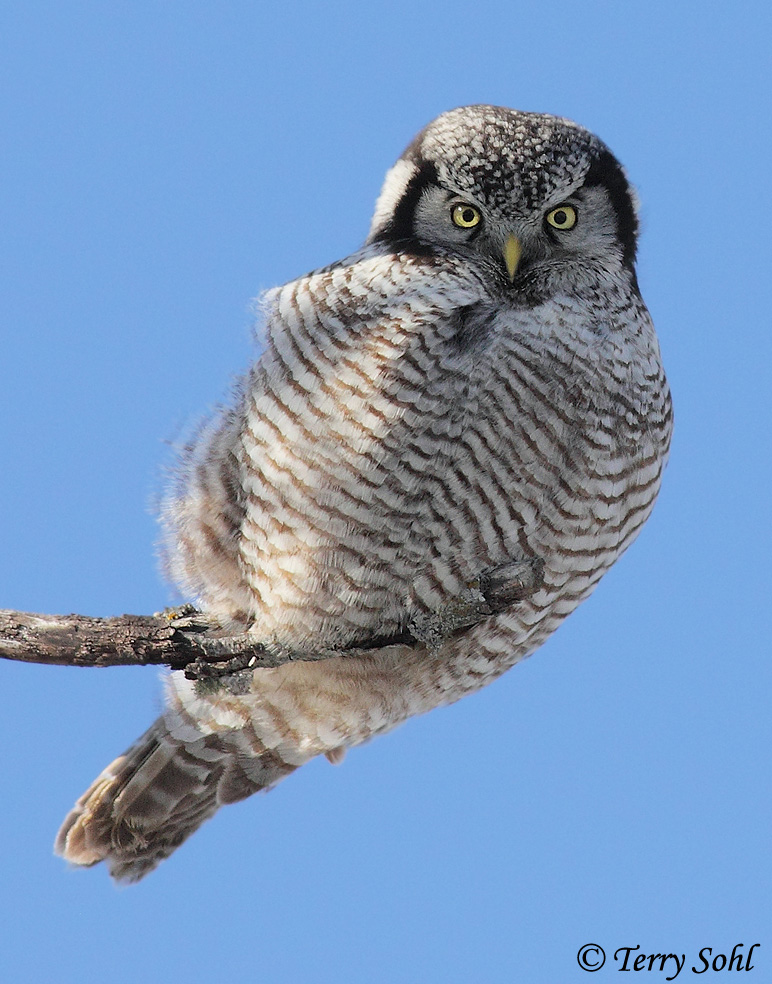 Northern Hawk Owl