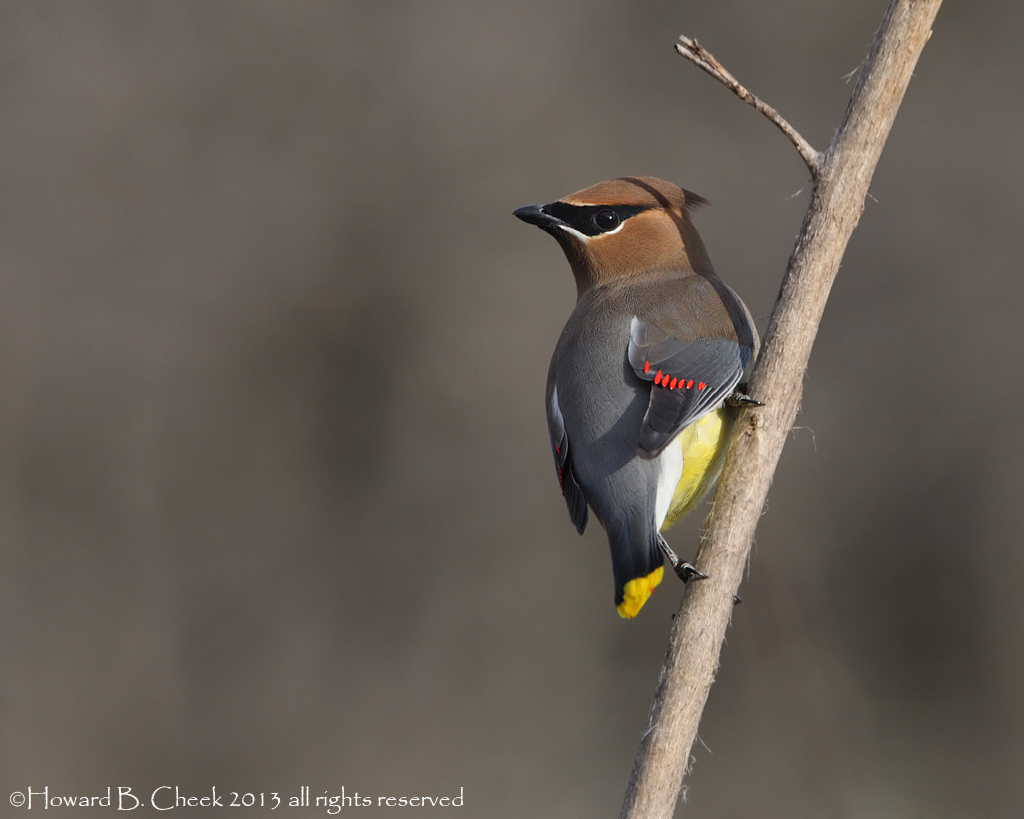 Cedar Waxwing
