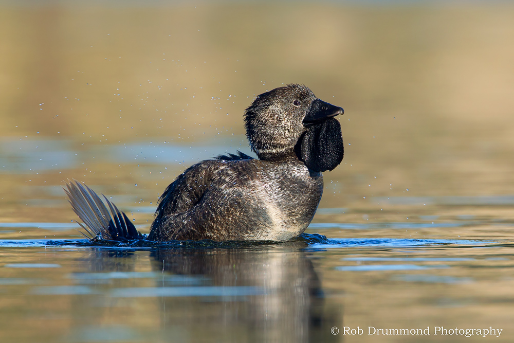 Musk Duck