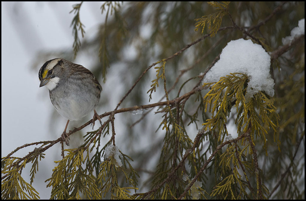 White-throated Sparrow