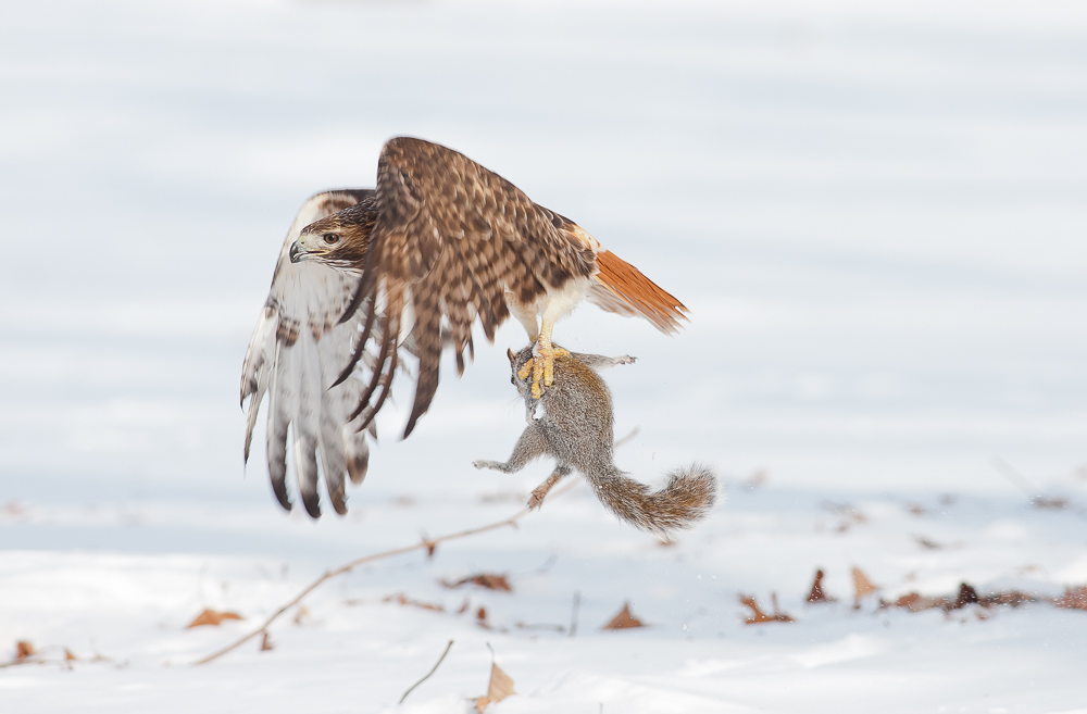 Death on Wings WC 574