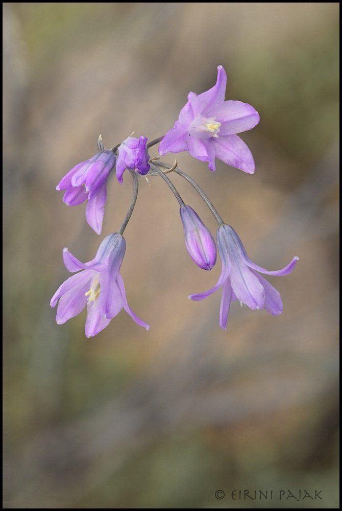 Wild Onion