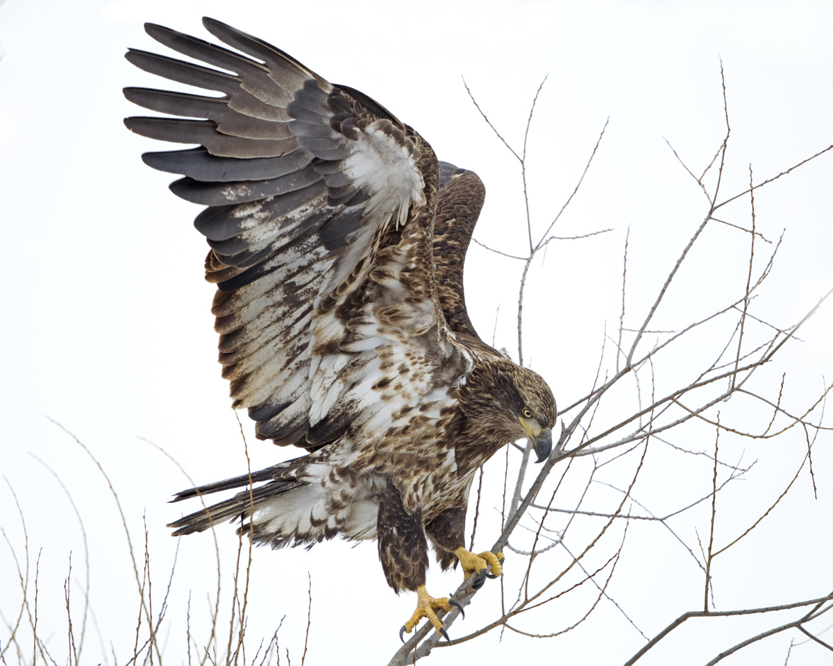 Bald Eagle Incoming