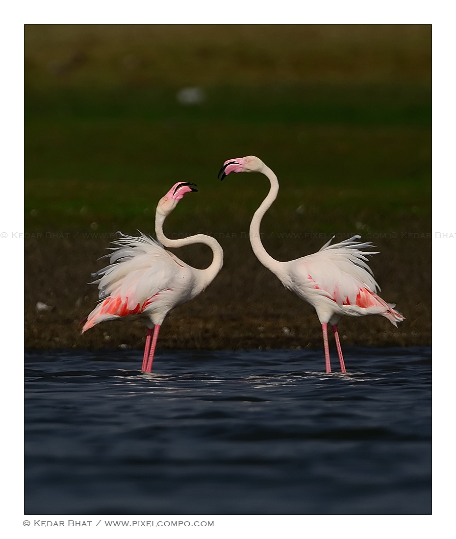Flamingo