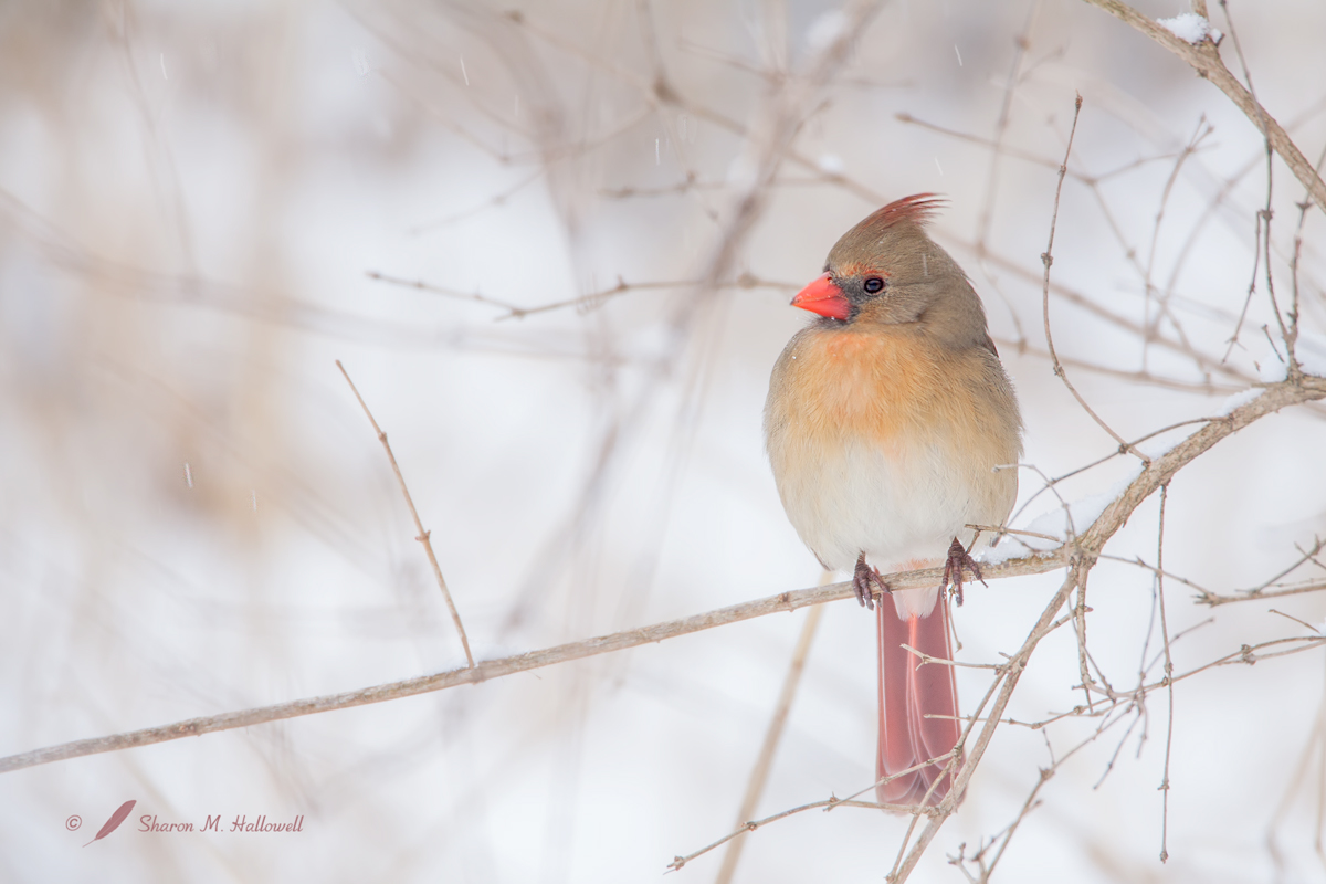 Cardinal in Snow