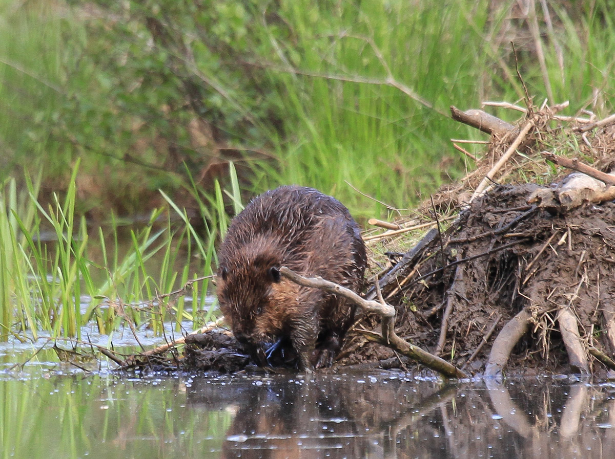American Beaver 
