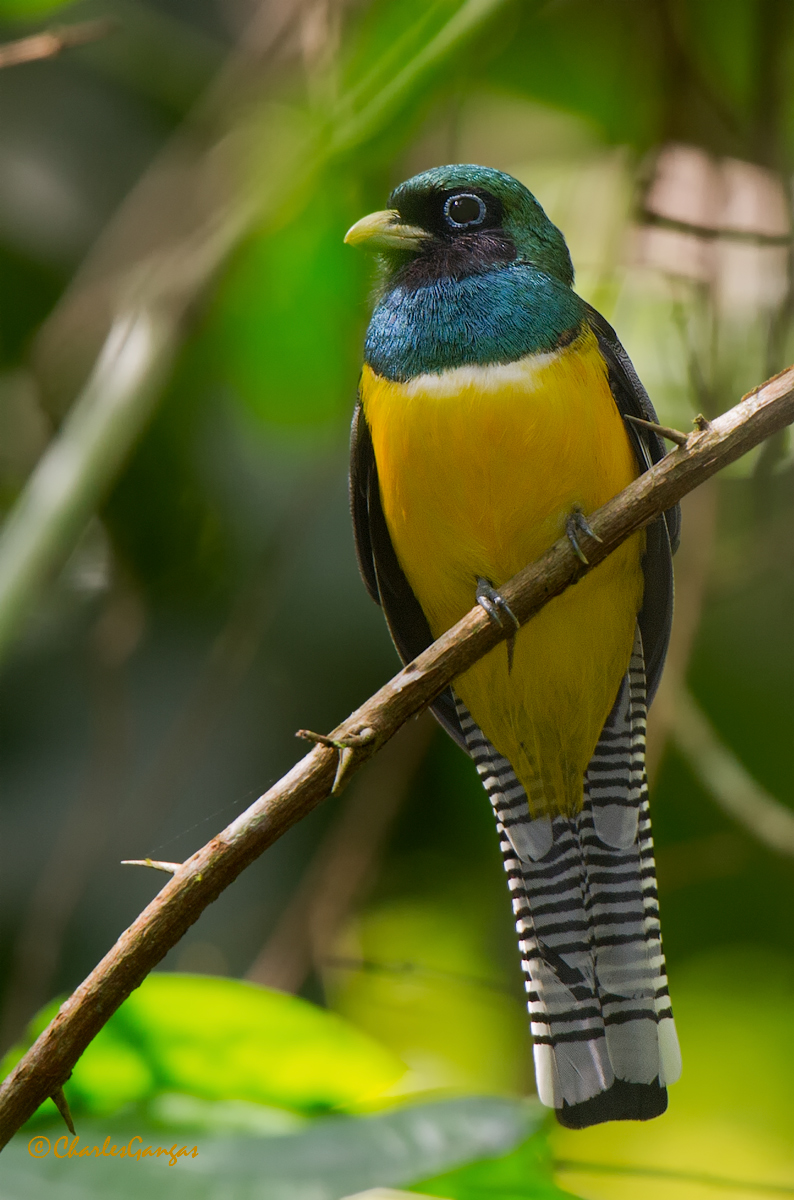 Black-throated Tragon