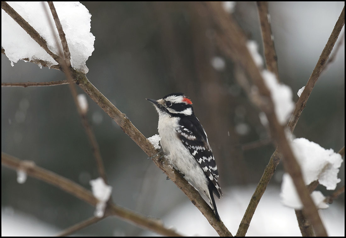 Downey Woodpecker