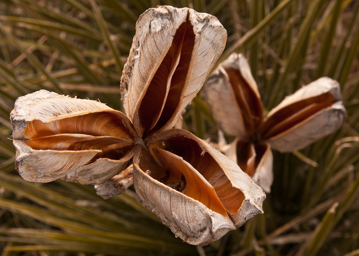 Empty Pod