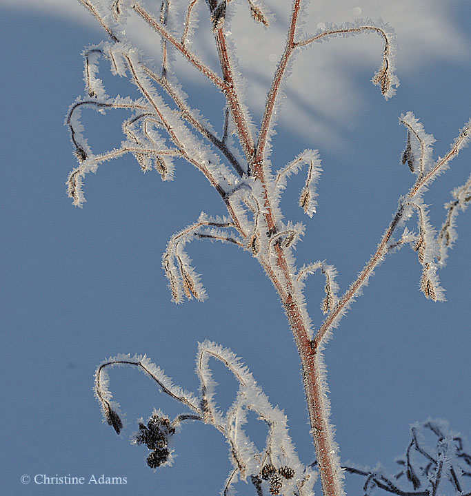 Frosted with repost