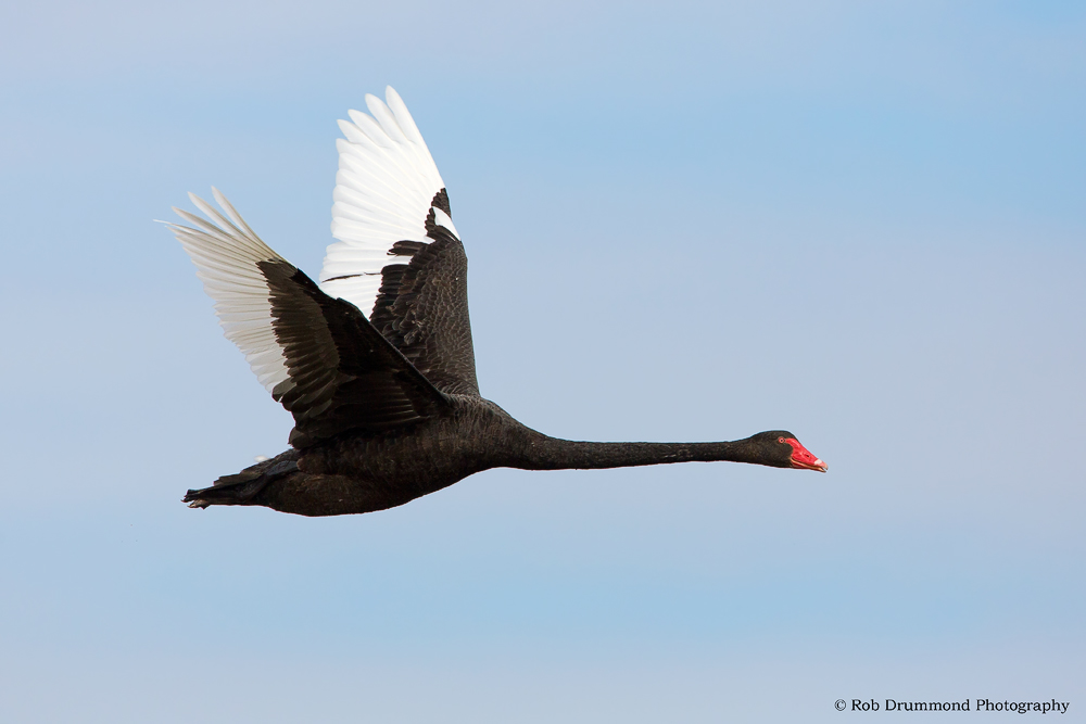 Black Swan