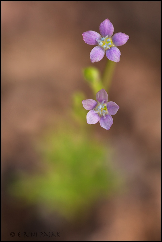 Gilia