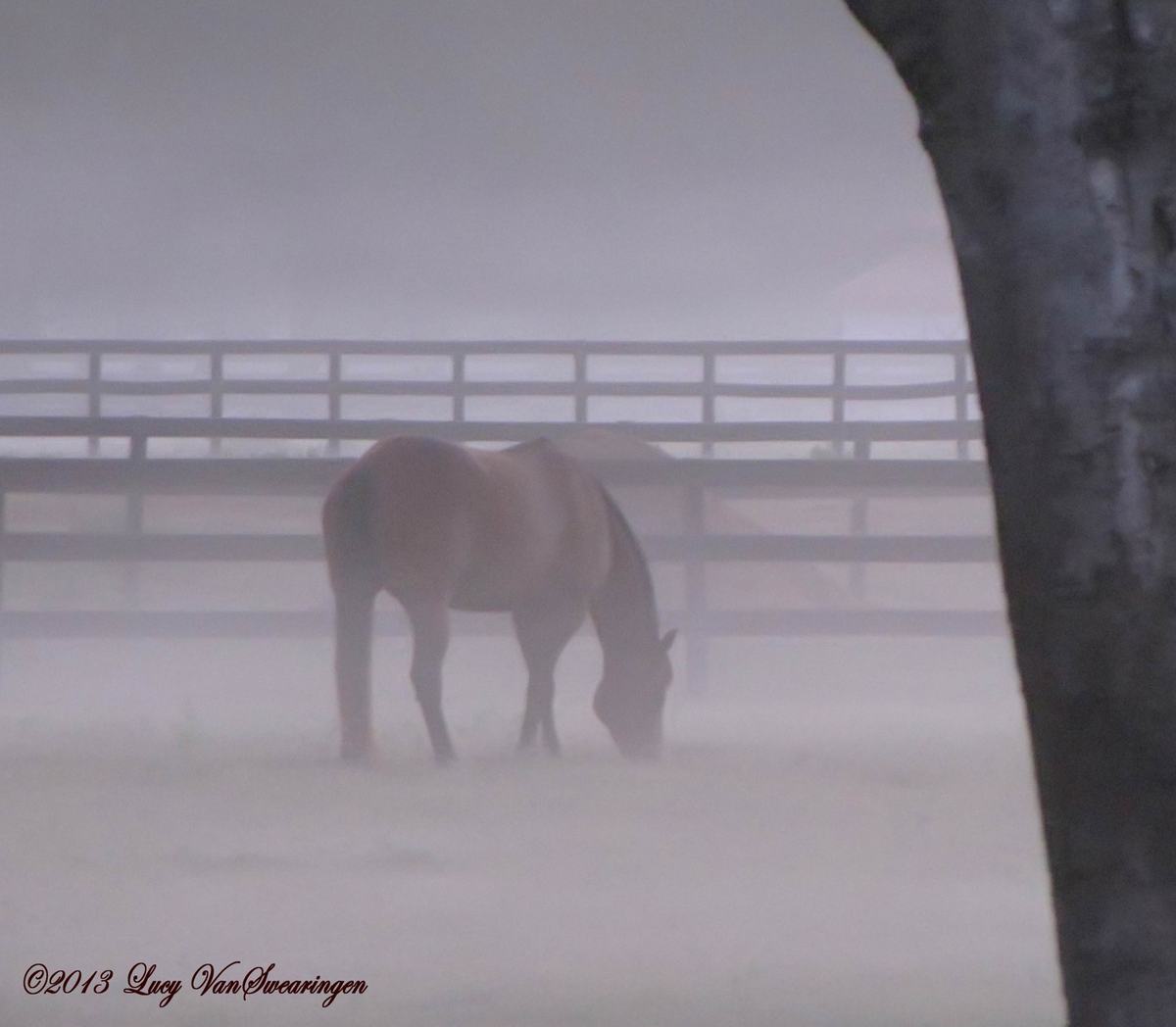 Grazing in the Fog