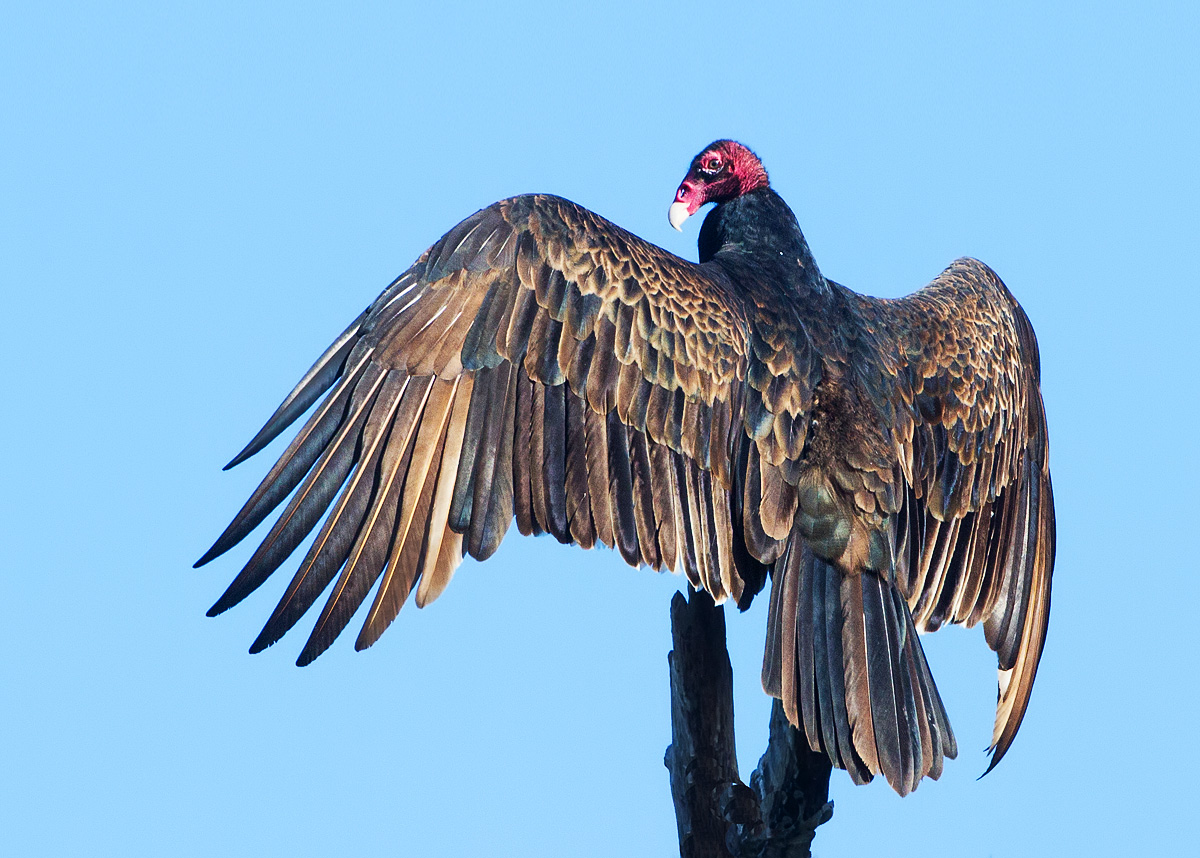 Vulture Wing Spread