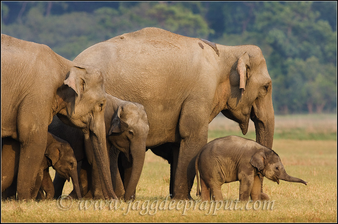 Indian Elephant family