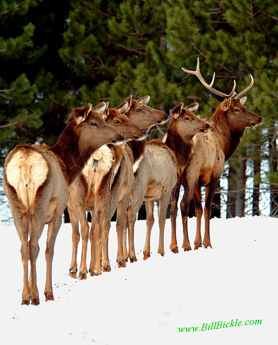 Elk Line-Up