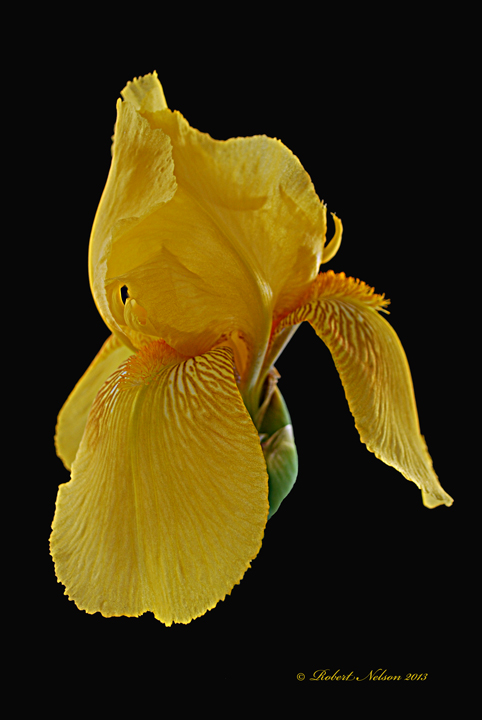 Yellow iris