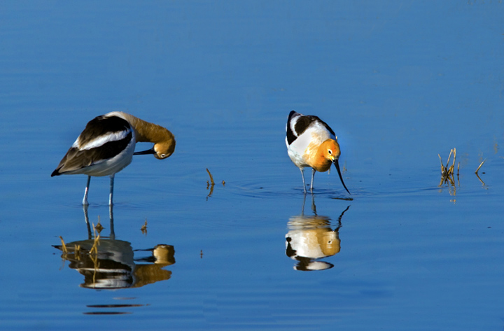 American Avocets