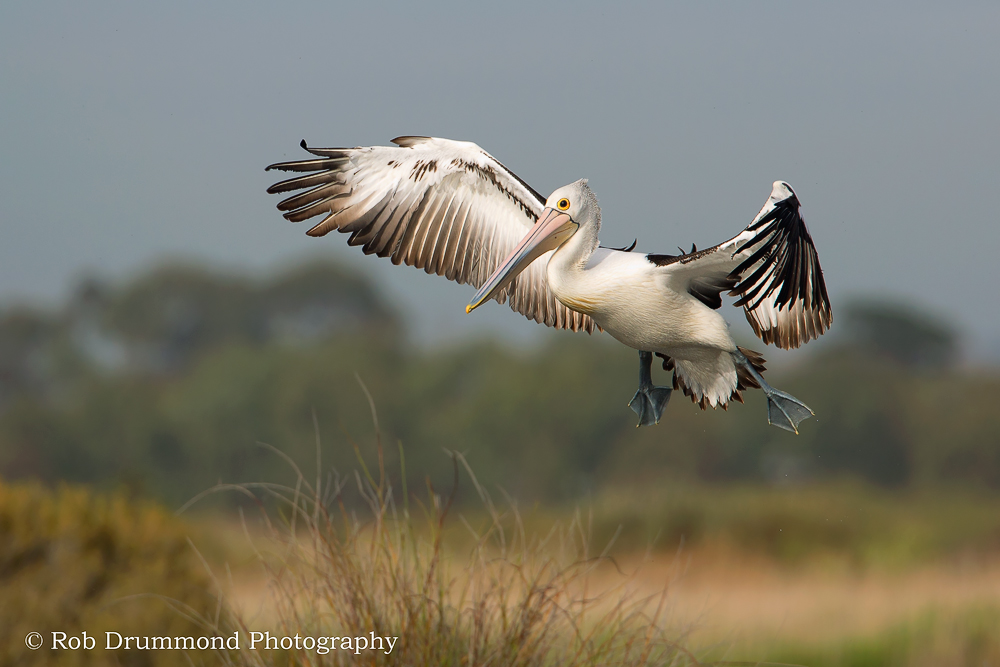 Australian Pelican