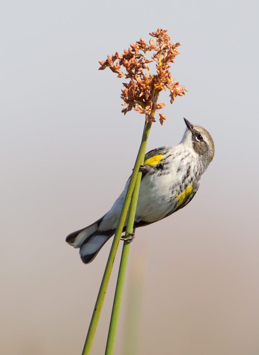 Yellow-rumped