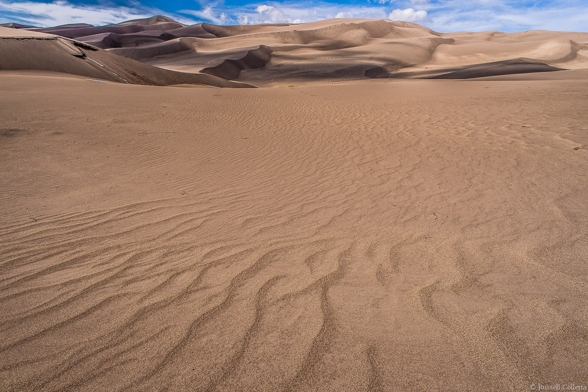 Sand Snakes