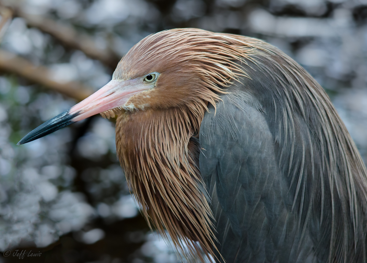 egret portrait