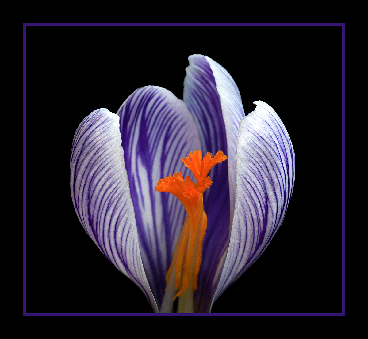 Exposed Crocus