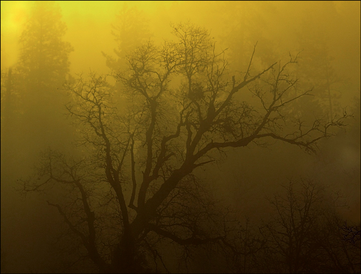 Sunrise fog WC 575
