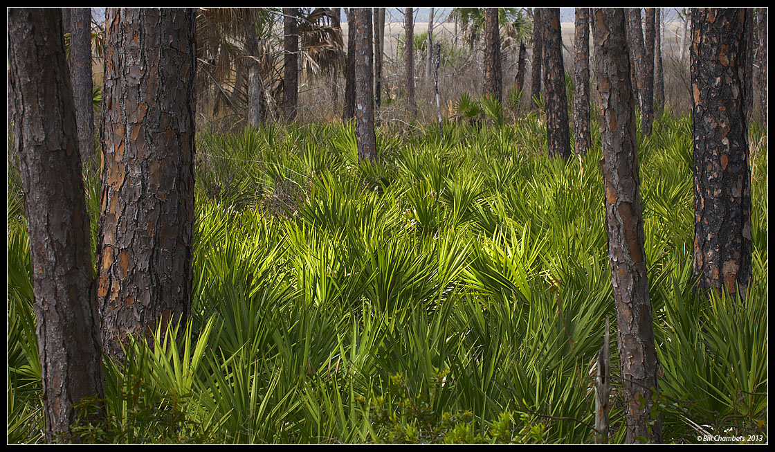 Palmetto Scene