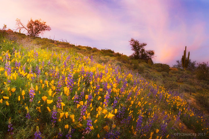 Color Explosion