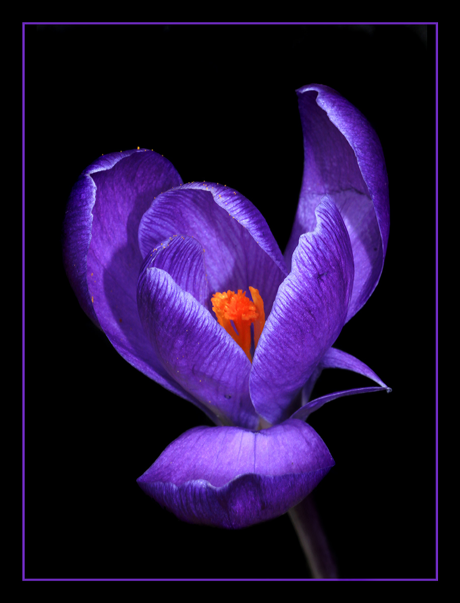 Purple Crocus