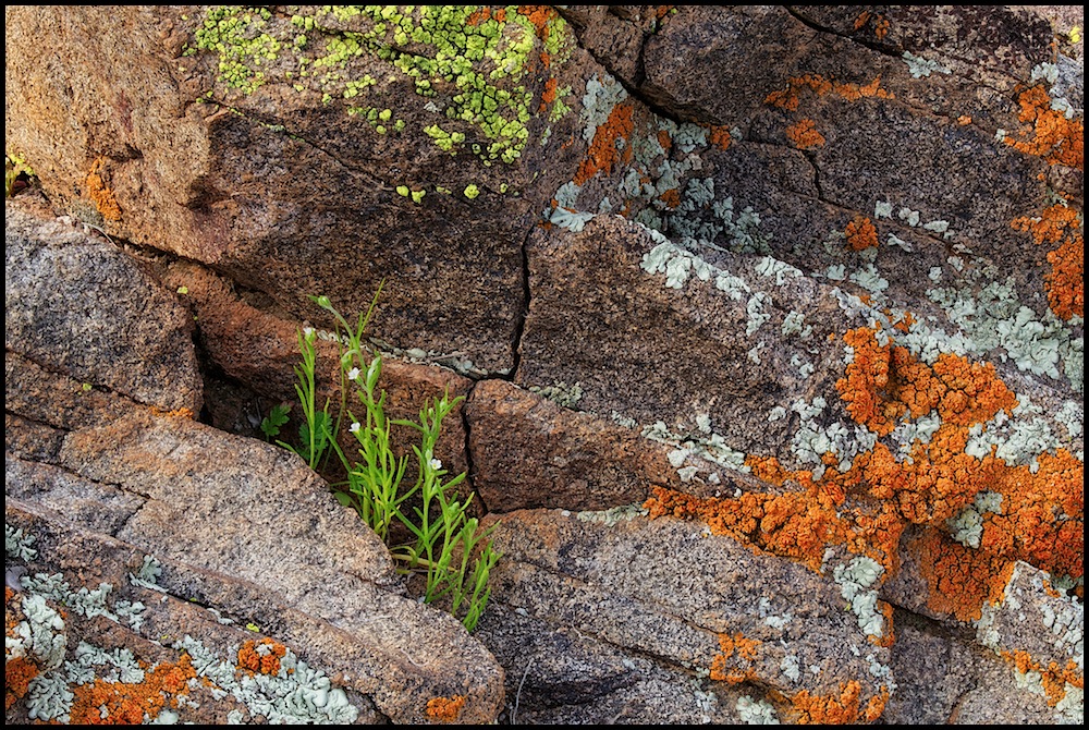 Life in the Rocks + REPOST