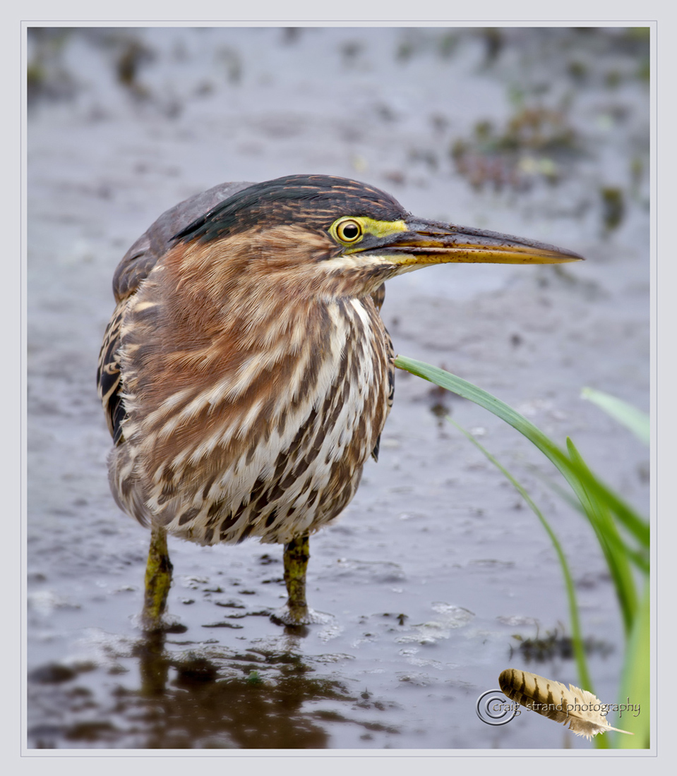 Green Heron