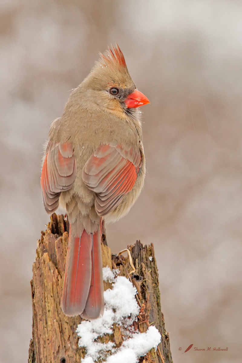 Cardinal in Snow