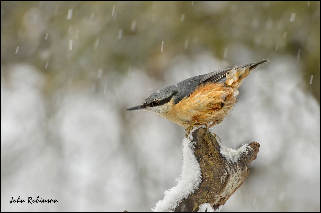 SnowyNuthatch