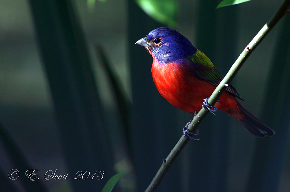 Palmetto Bunting