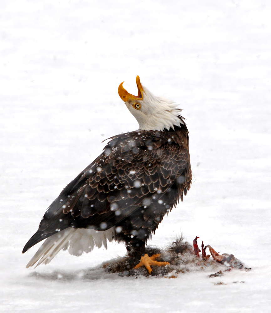 Screaming Eagle