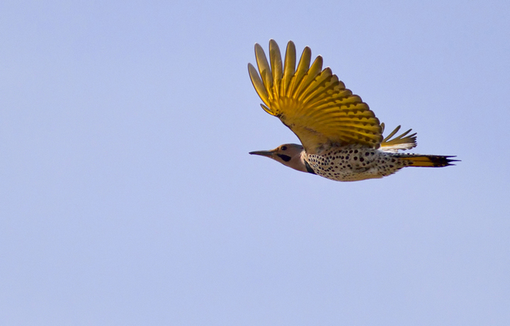 Northern Flicker 