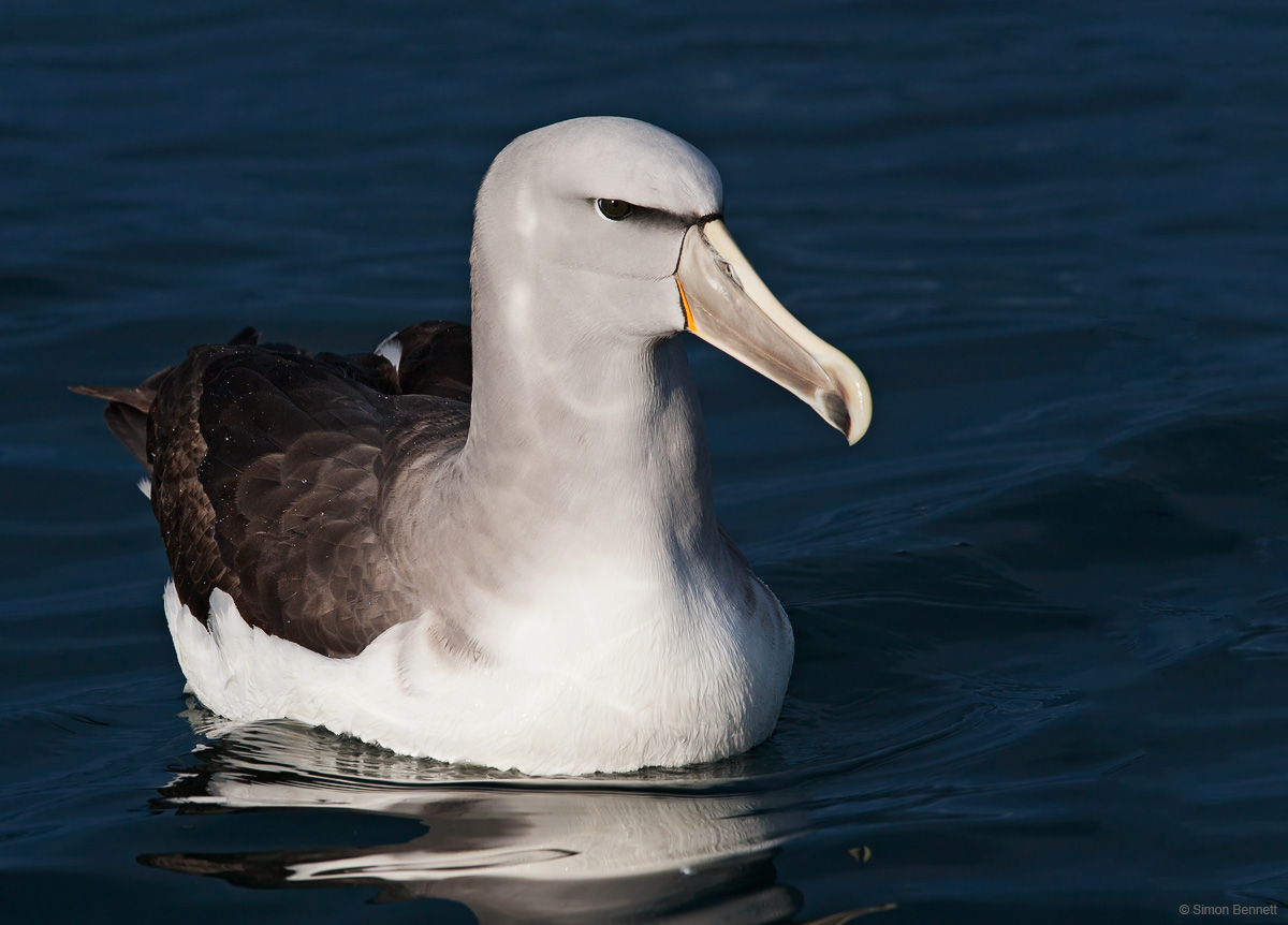 Salvin's Albatross