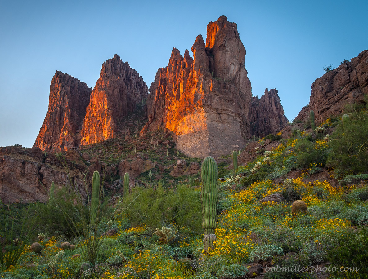 Arizona Springtime