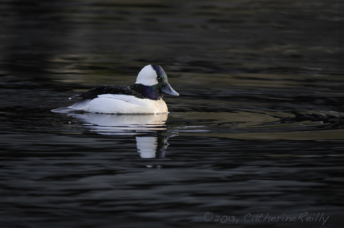 Bufflehead Drake
