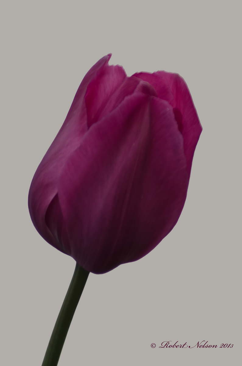 The color purple